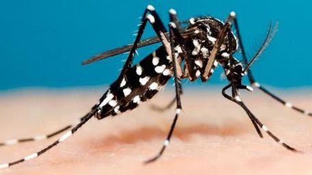 Dos bioingenieras del ITBA desarrollaron una metodología para combatir al dengue