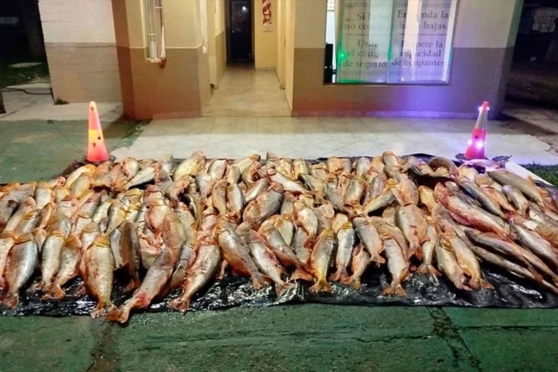 Contrabando en Entre Ríos: detienen camión con una tonelada de dorados que se dirigía a Corrientes