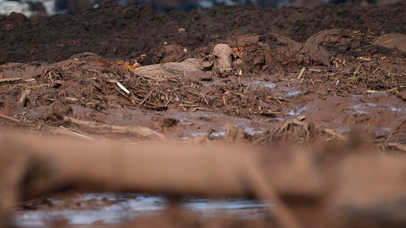 La represa que colapsó en Brasil había superado dos inspecciones recientes