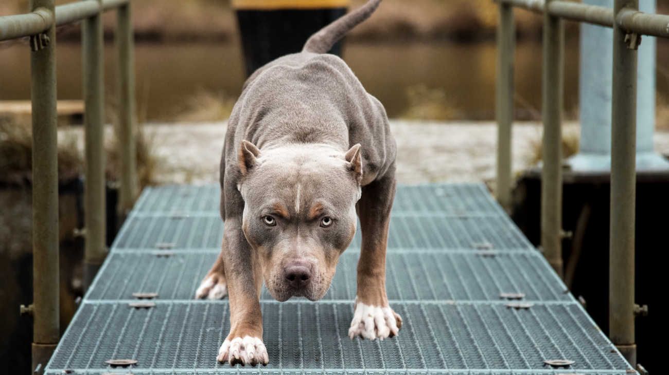 Córdoba: Chip y rastreo de los perros “potencialmente peligrosos”