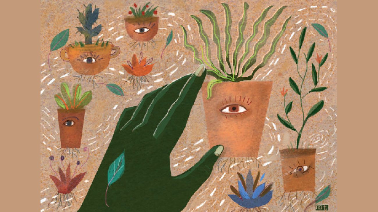 Plantas