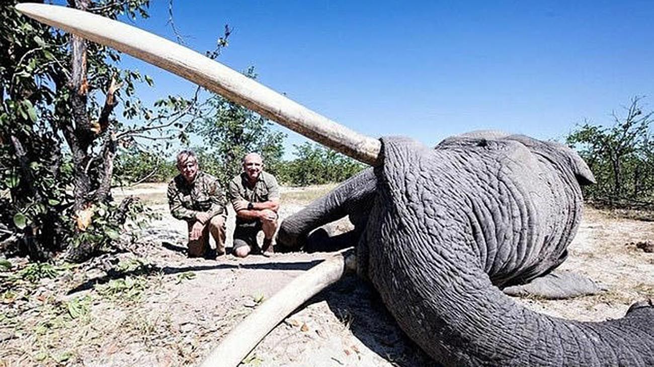 Pagó USD 50.000 por matar al elefante con colmillos de marfil más grande de Botswana