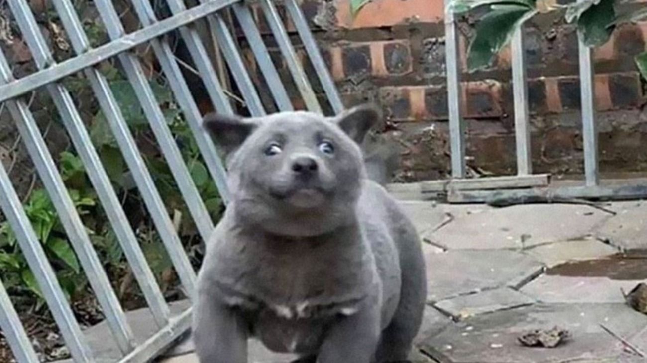 ¿Es un perro o un gato?: el animal que abrió un debate en redes