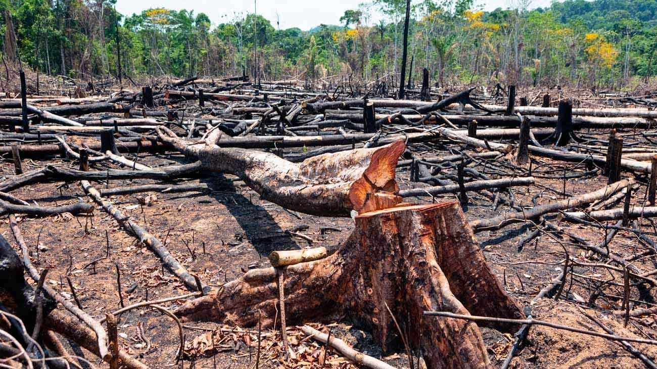 Chaco: alerta y preocupación por el aumento de la deforestación