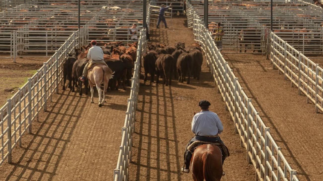 El Gobierno desmintió presiones y amenazas para mantener el precio de la carne en el Mercado de Cañuelas