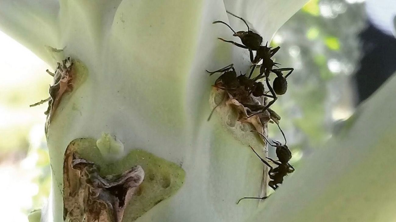 Cómo controlar las hormigas negras en huertas y jardines