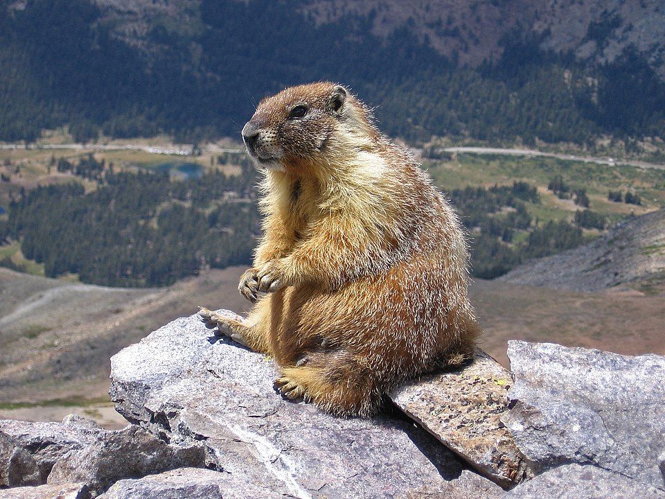 El acuerdo con el FMI o el día de la marmota