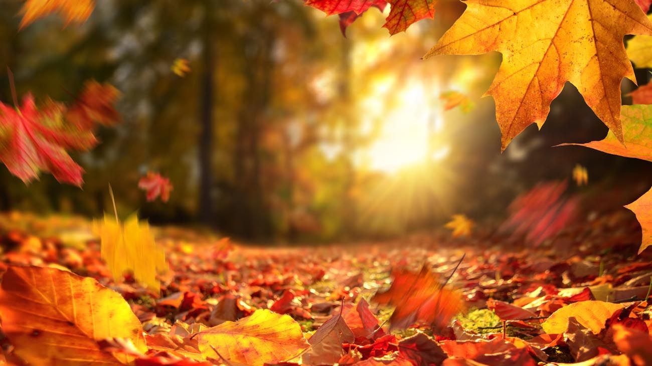 Otoño 2023: cuándo empieza en Argentina y qué es el equinoccio