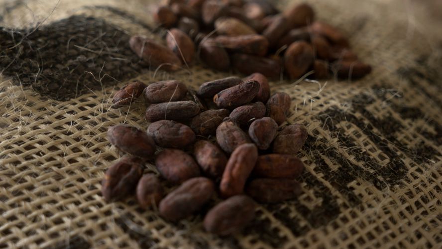 La venta de cacao disminuyo mundialmente durante el primer trimestre del año