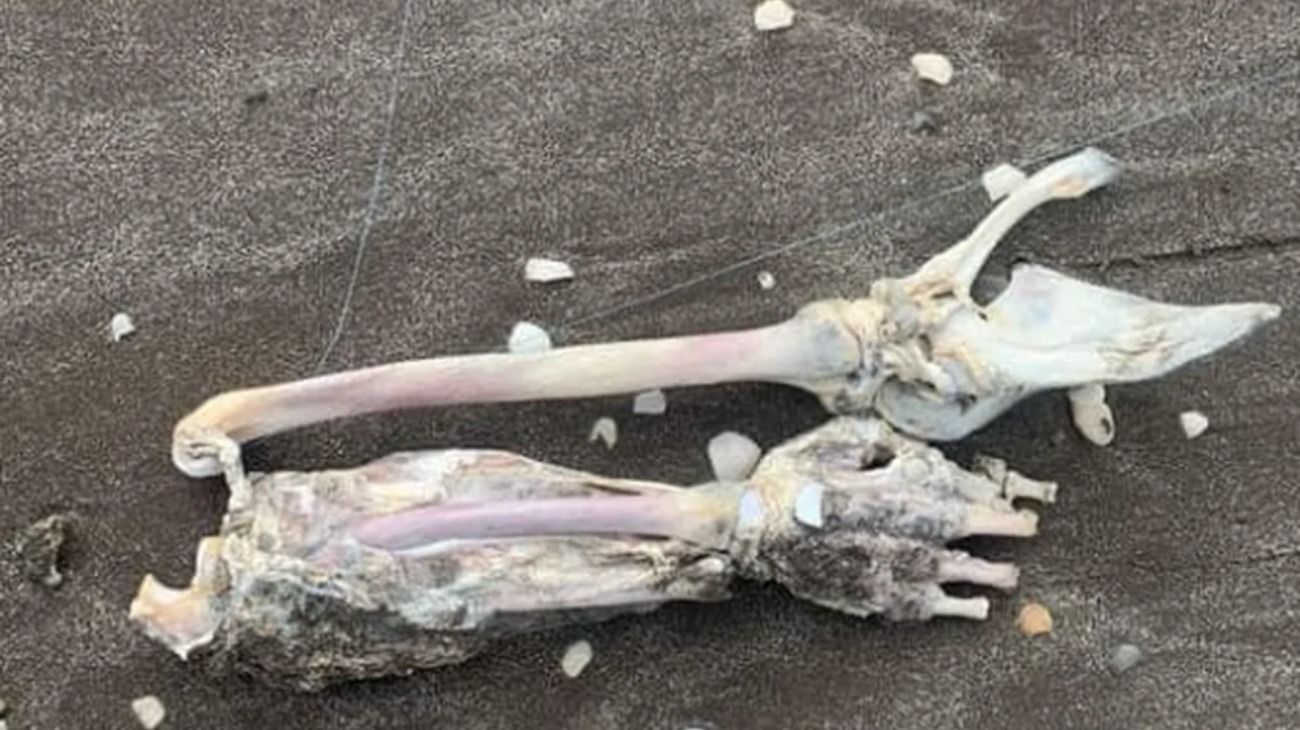 Macabro hallazgo de un hombre mientras pescaba en Mar de Ajó