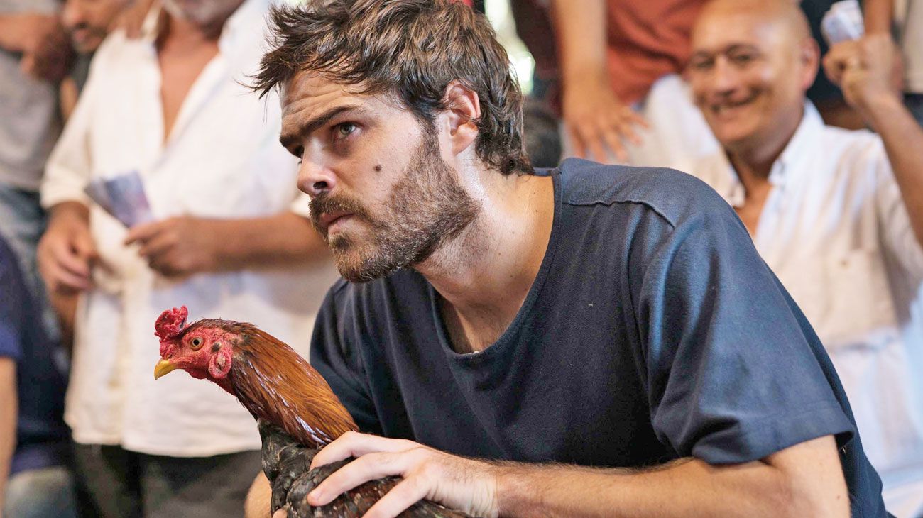 Apuestan a que el gallo cante a la medianoche