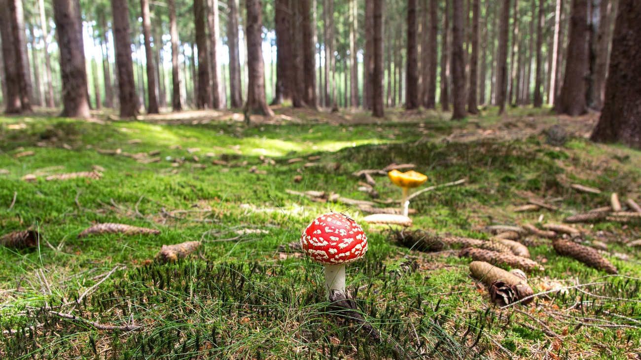 Hongos, la fascinante red neuronal de la Tierra