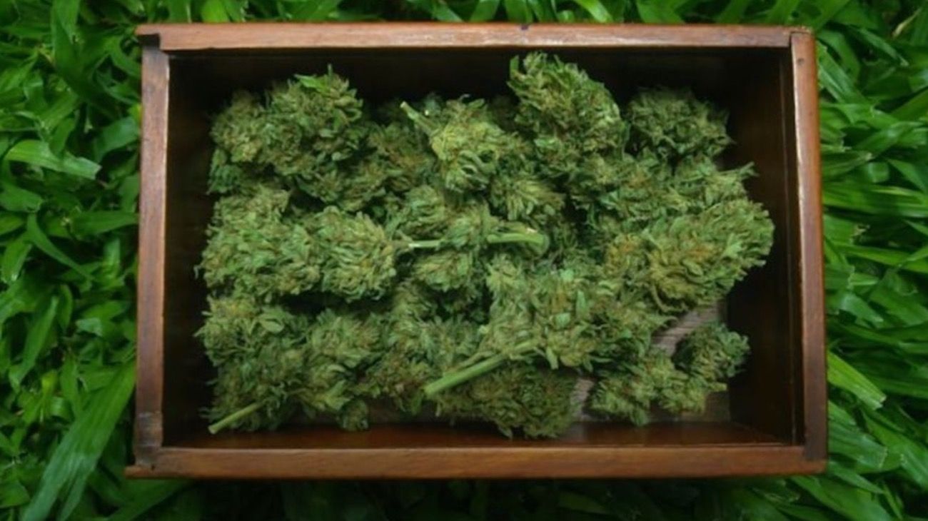 Empezó el debate sobre el desarrollo productivo del cannabis en el Congreso