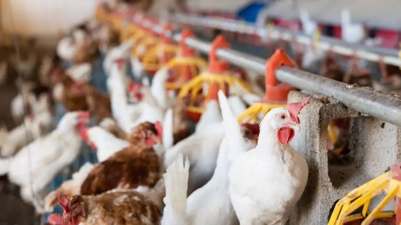 Se registra el cuarto caso de gripe aviar en Argentina y peligran las exportaciones de pollo