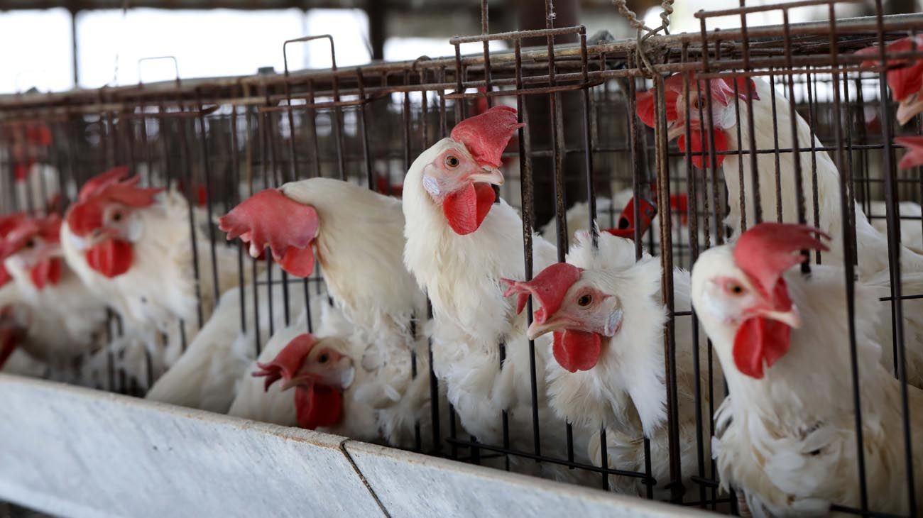 Dólar maíz a $340: cómo impacta en las producciones de carnes