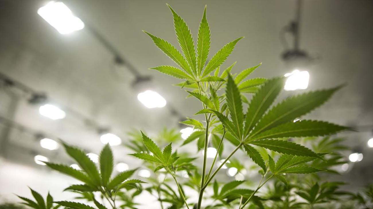 El Senado dio media sanción al proyecto para producir cannabis medicinal e industrial