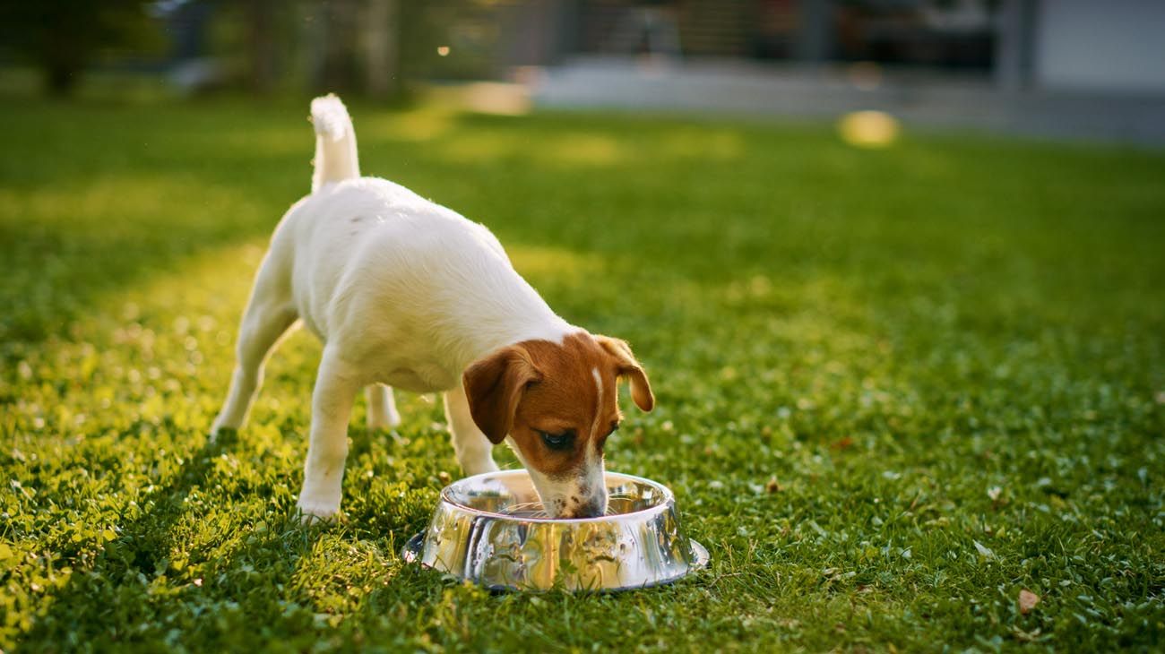 5 alimentos que no debes darle a tu perro y por qué
