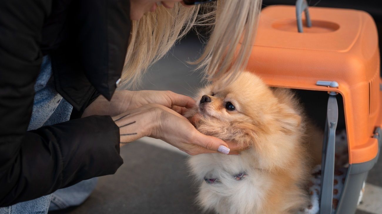 Hotelería: el Sheraton apuesta por una política pet friendly