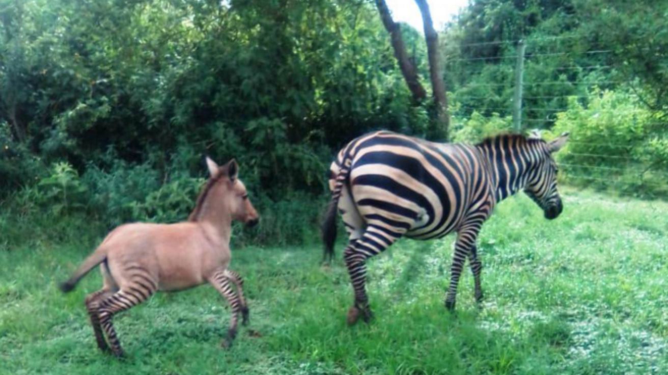 "Cebrasno": nació una cría híbrido de burro y cebra en una reserva natural en Kenia