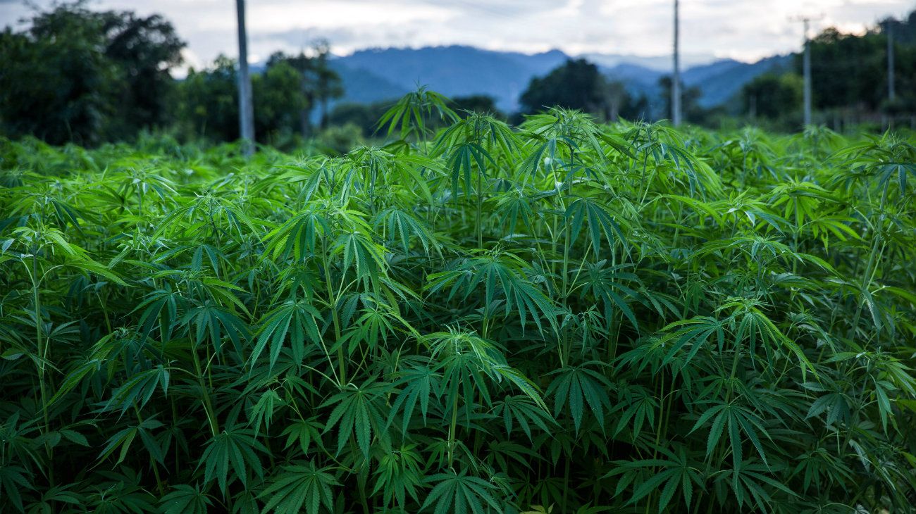 Si quiere catapultar sus acciones, tan solo hable de marihuana