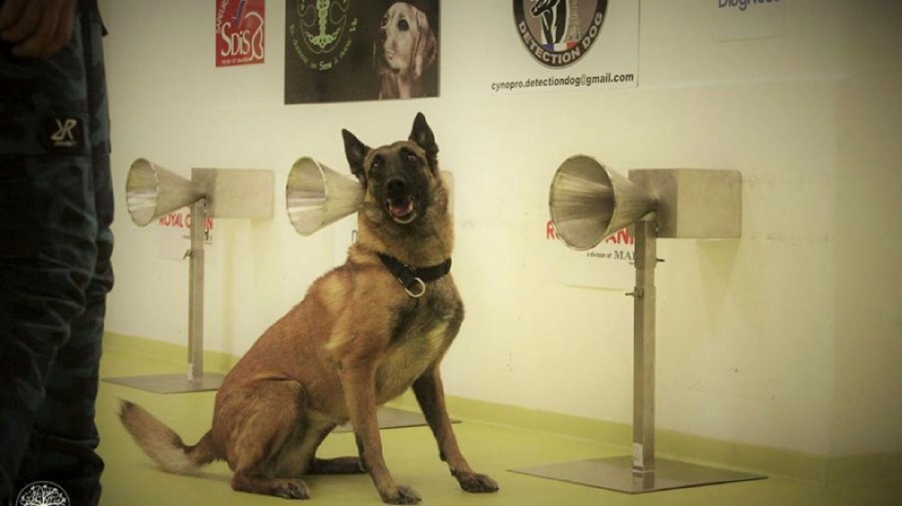 Perros entrenados pueden detectar coronavirus con 93% de sensibilidad