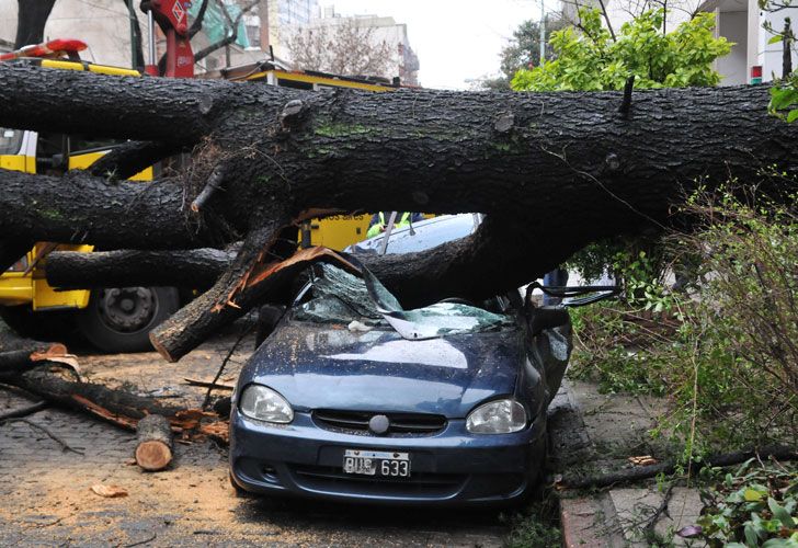 Un árbol cayó y destruyó un auto