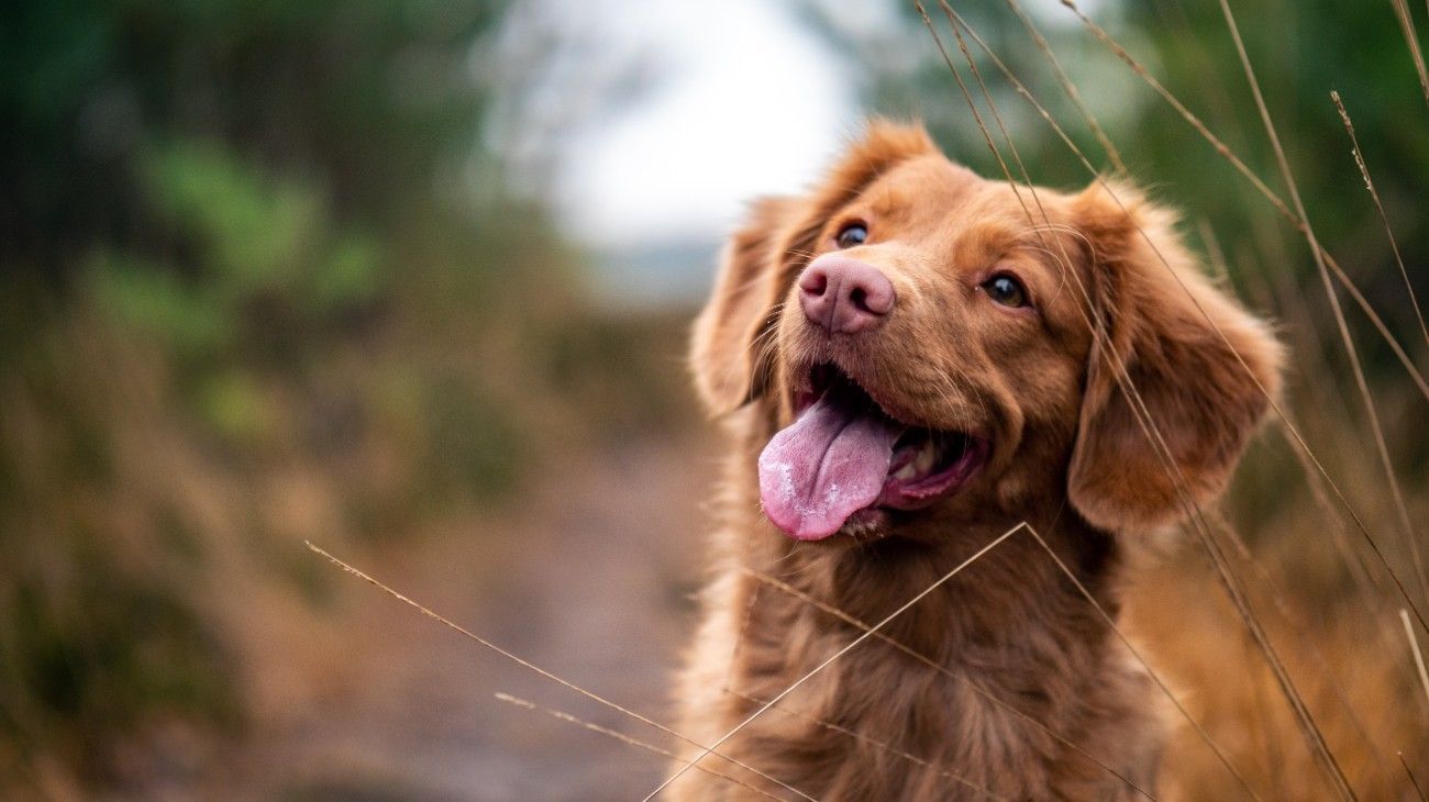 Las mejores actividades para hacer con tu mascota