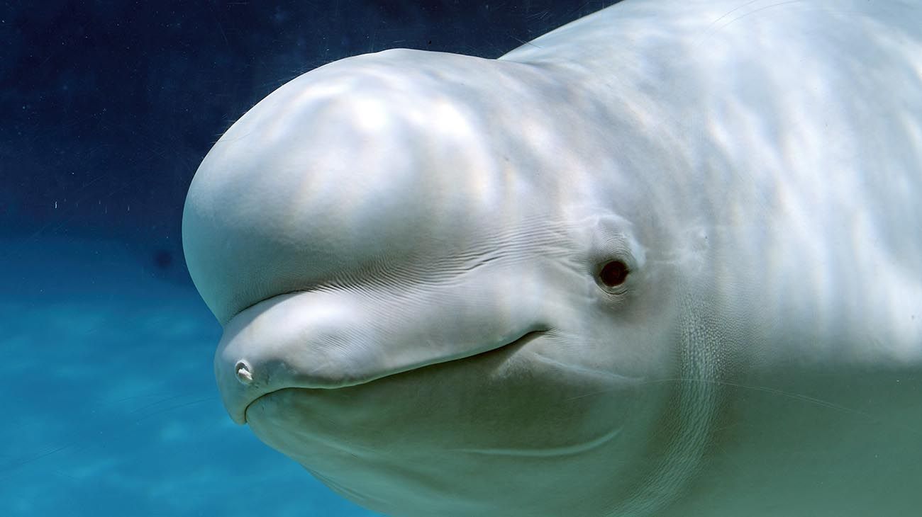 La ballena "espía" quiere ser amiga de una gaviota