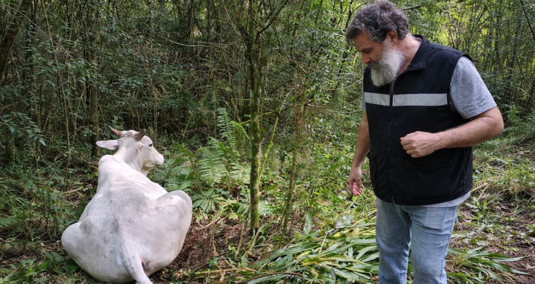 Alerta sanitaria en el NEA: detectan brotes de rabia paresiante en Corrientes y Misiones