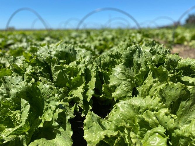 Agroecología: la forma de producción que se vuelve fundamental en un contexto de crisis climática