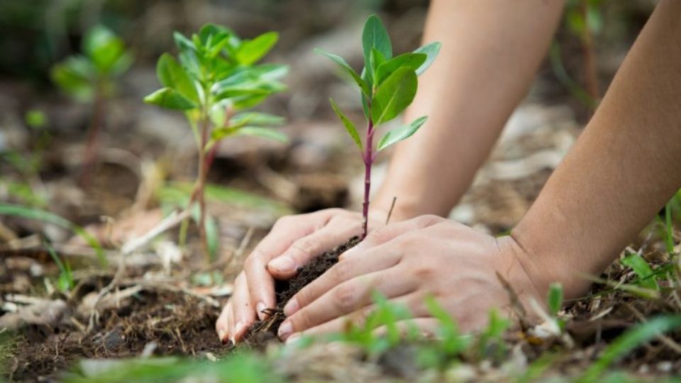 Pequeños hábitos hogareños para contrarrestar el calentamiento global