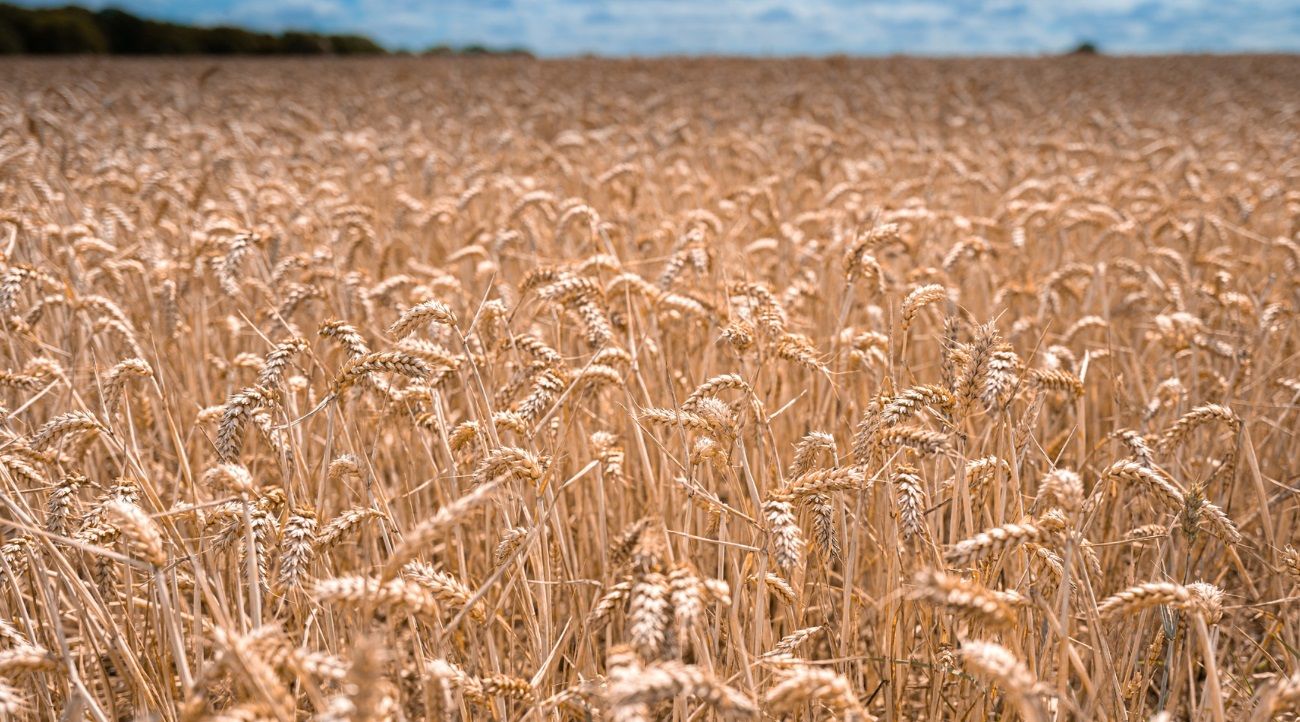 Las lluvias llegaron tarde para evitar pérdidas en la producción de trigo