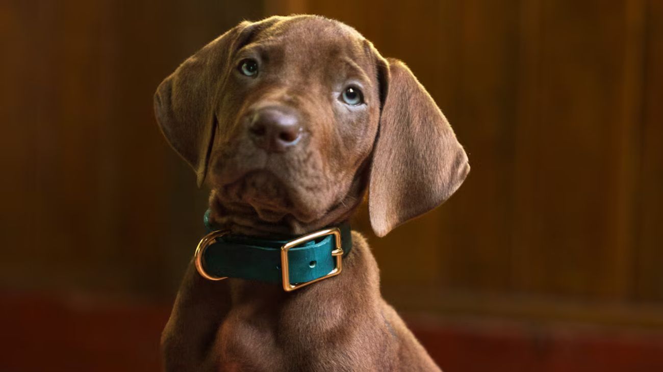 Netflix inició el rodaje de la nueva serie live-action de Scooby-Doo: cuándo se estrena