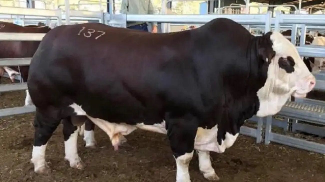 Venta histórica en el sector ganadero: el 50% del toro Brangus apodado “Mafioso” se vendió por una suma de USD 200.000