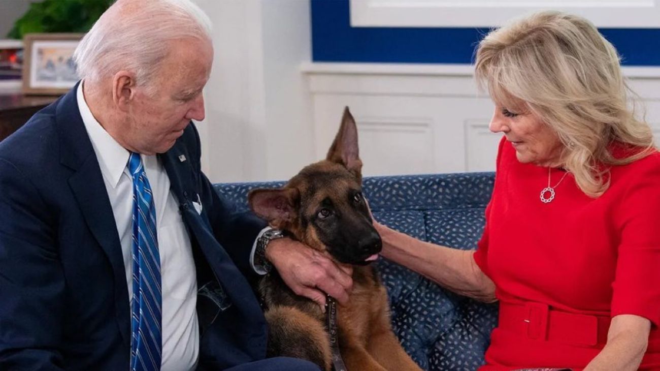 Commander, el perro de Biden, mordió a un agente secreto y lleva 11 ataques en el último año