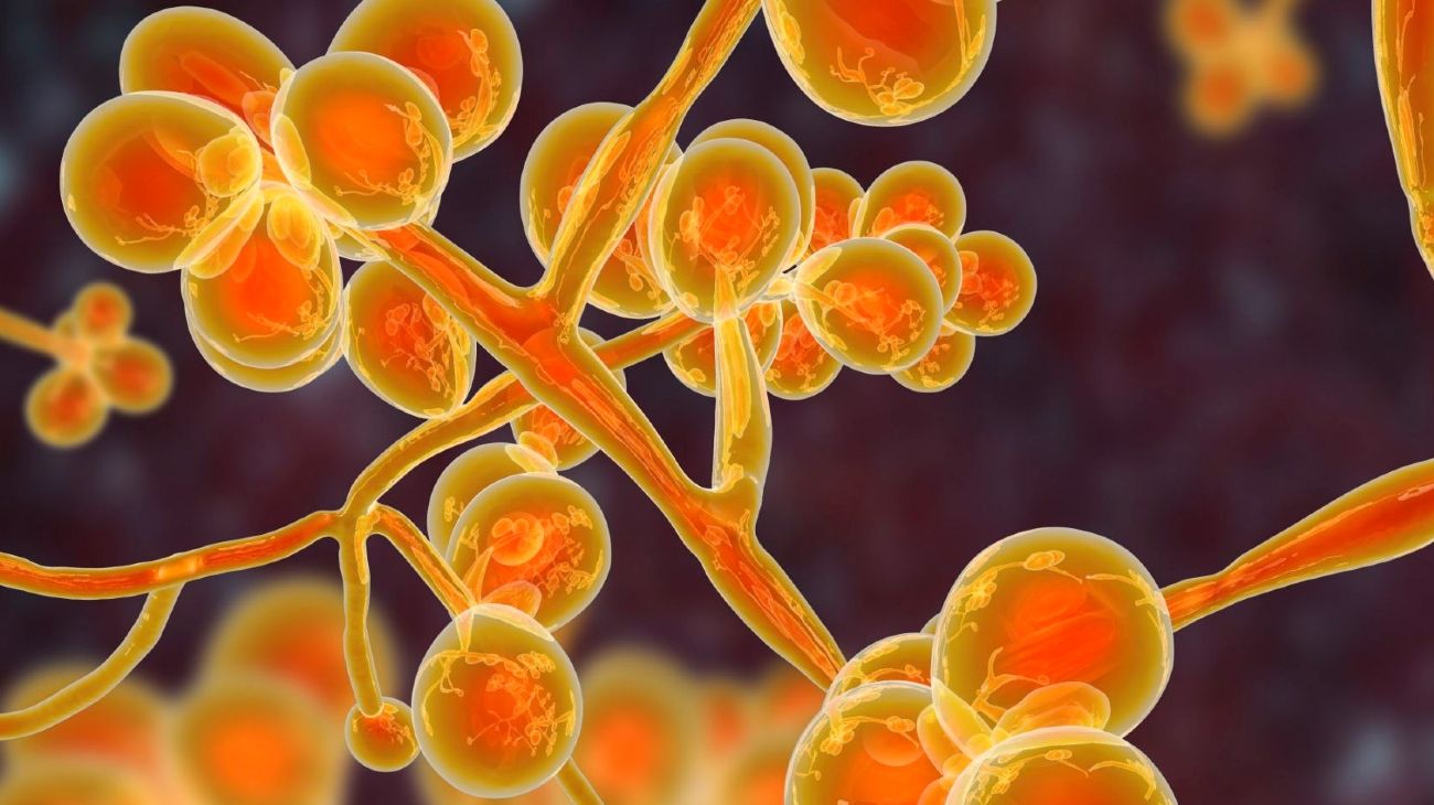 Brasil registró el primer caso de contagio de un hongo superresistente y mortal