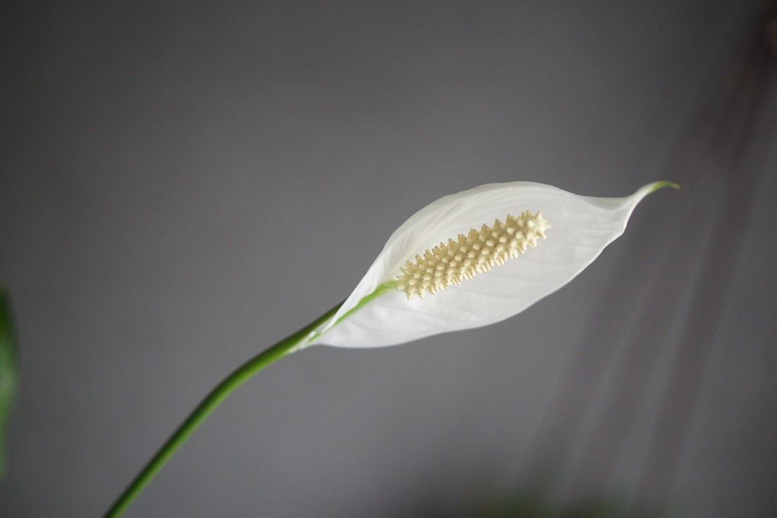 Esta es la planta del interior que es elegante, fácil de cuidar y perfecta para decorar en otoño