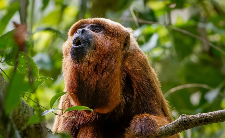 Misiones traerá monos carayá rojo desde Brasil para evitar su extinción en Argentina