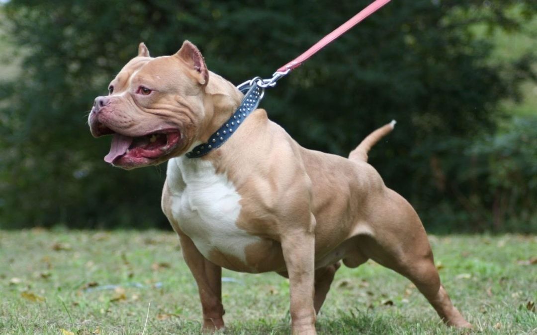 Ataque de pitbull en Goya: una mujer sufrió graves heridas en el rostro y fue trasladada a Corrientes