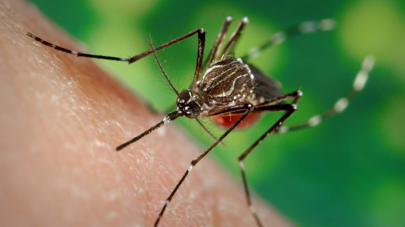 El dengue no es un tema de verano
