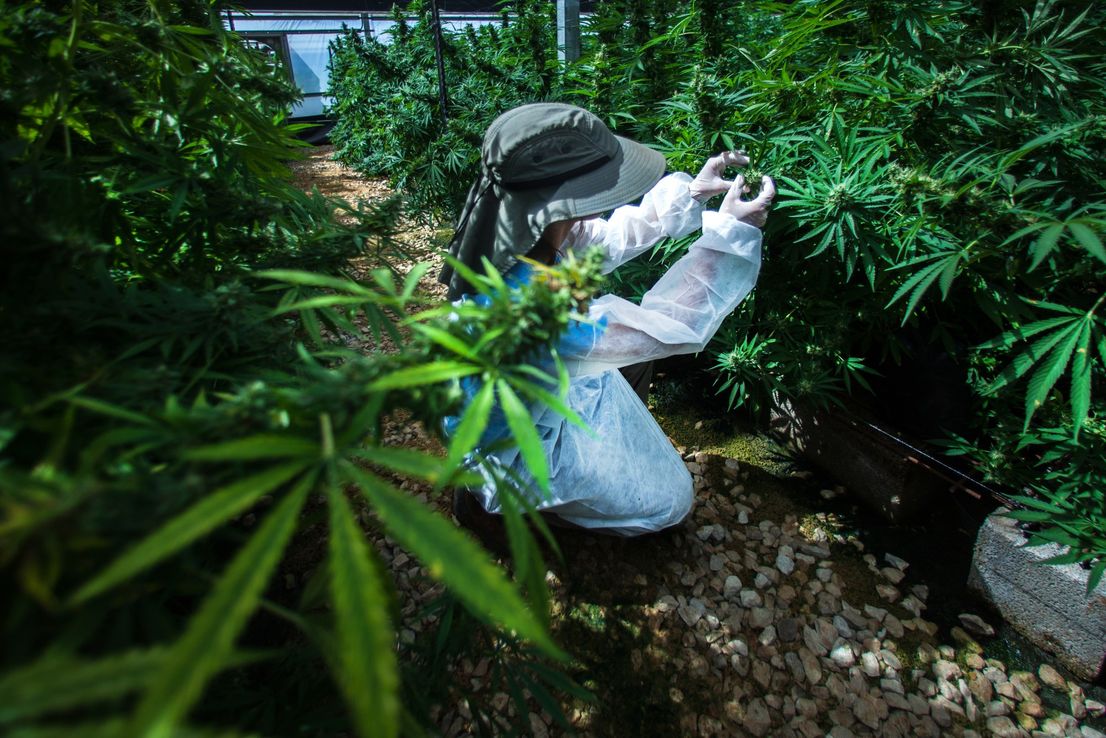 Las ventas a corto de acciones de cannabis desafían el repunte