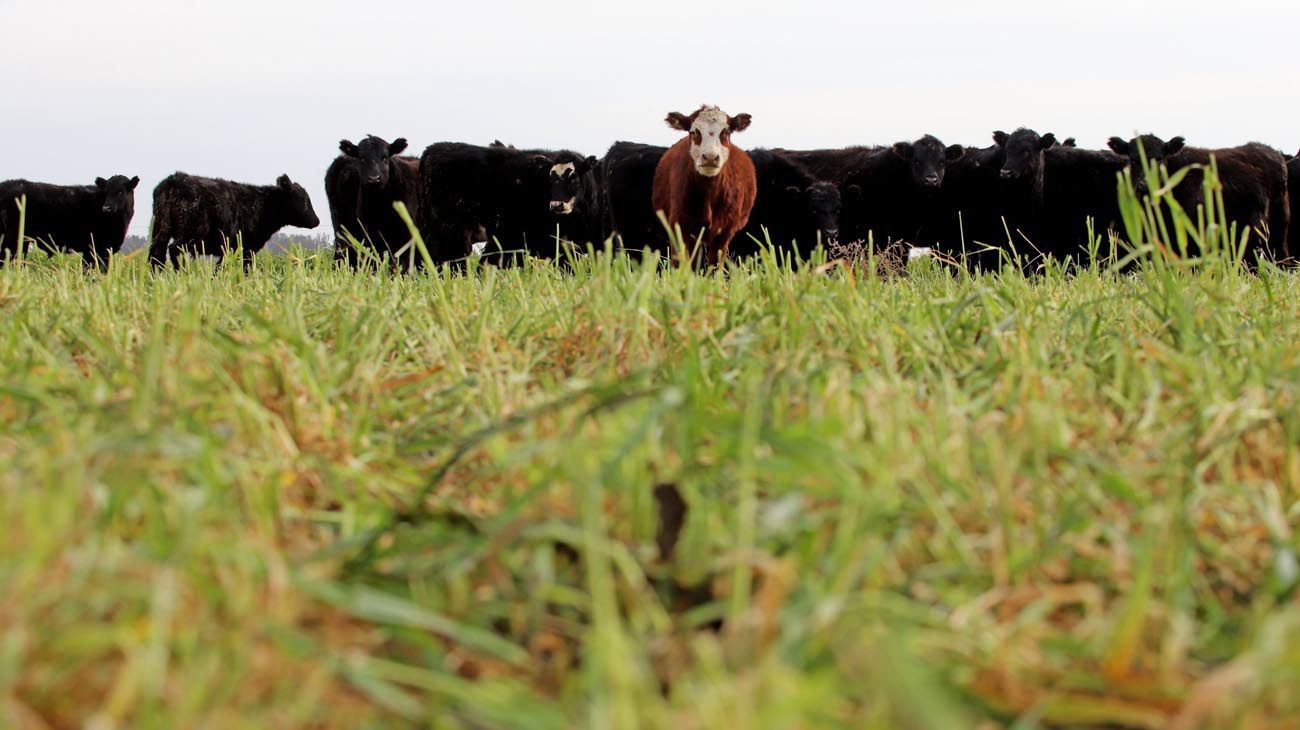 Crisis en el campo: cuáles son las tres empresas que están "en default"