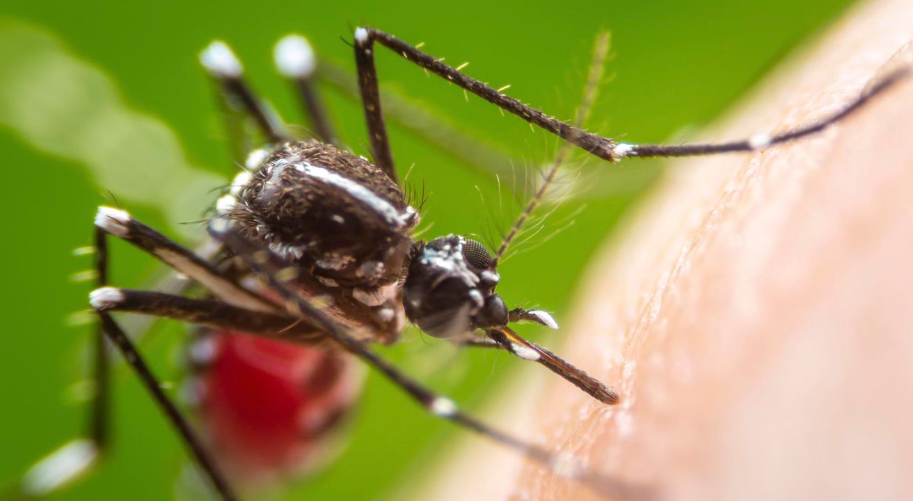 Dengue: un experimento demuestra que puede bajarse un 77% su contagio