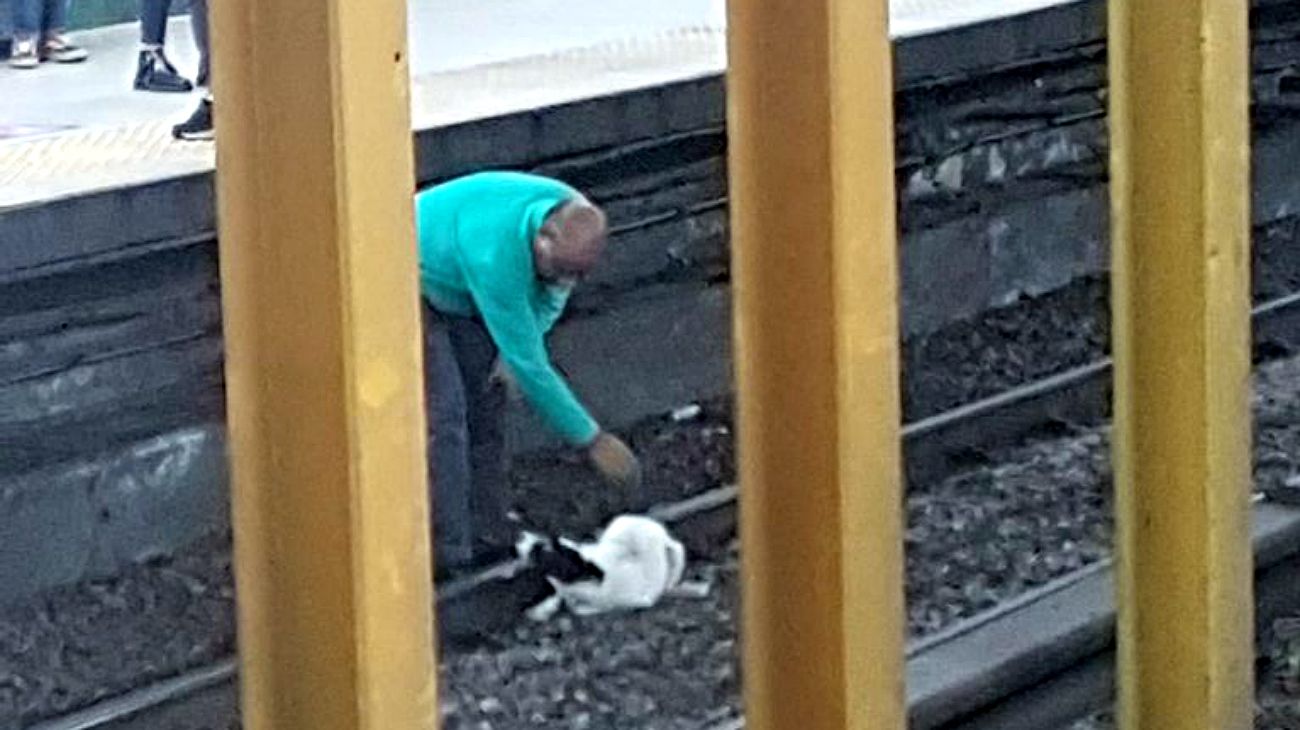 Un perro, el culpable de la demora de la Línea B de subtes