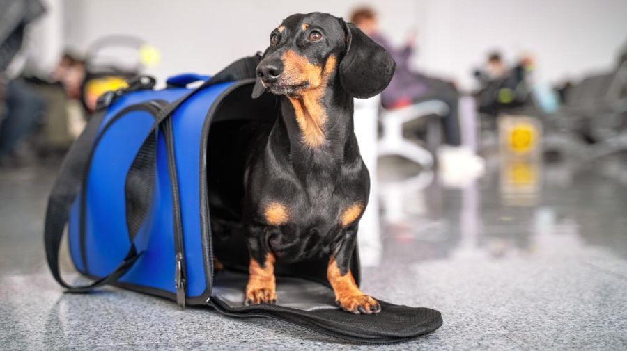 Viajar al exterior con tu mascota: qué documentos se necesitan
