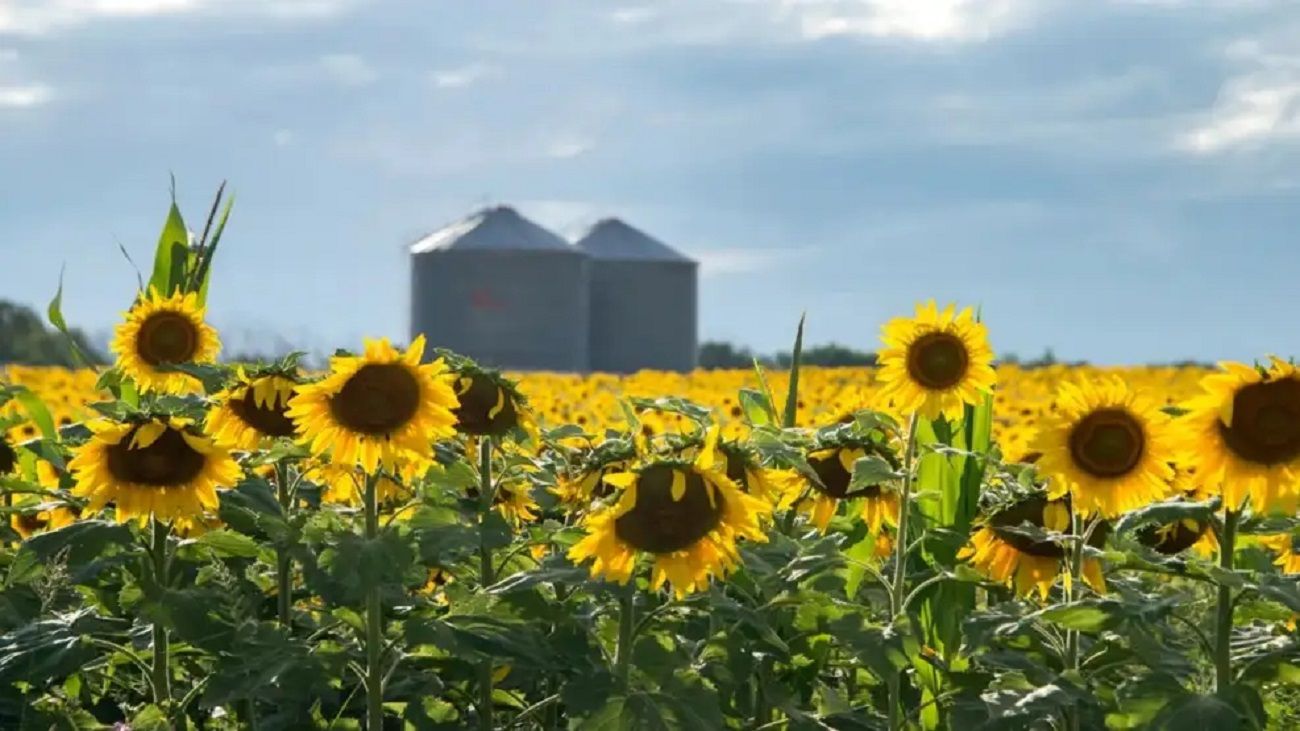Rendimiento del girasol: afirman que el potencial productivo todavía no está completamente aprovechado
