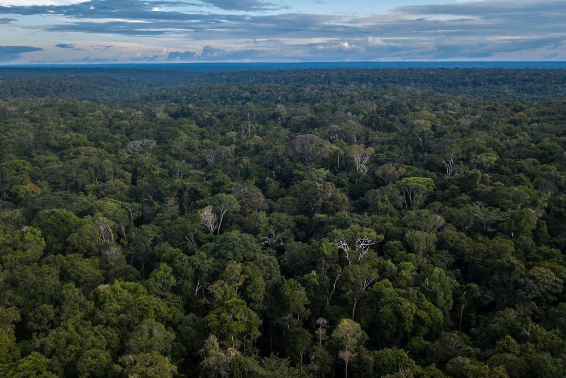 Video | Comer puede ser una forma de ayudar a salvar la Amazonia