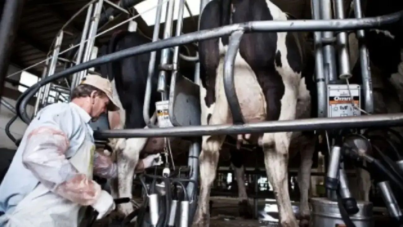 Calor extremo y los desafíos de proteger al ganado lechero: “Esto repercute en menor producción”