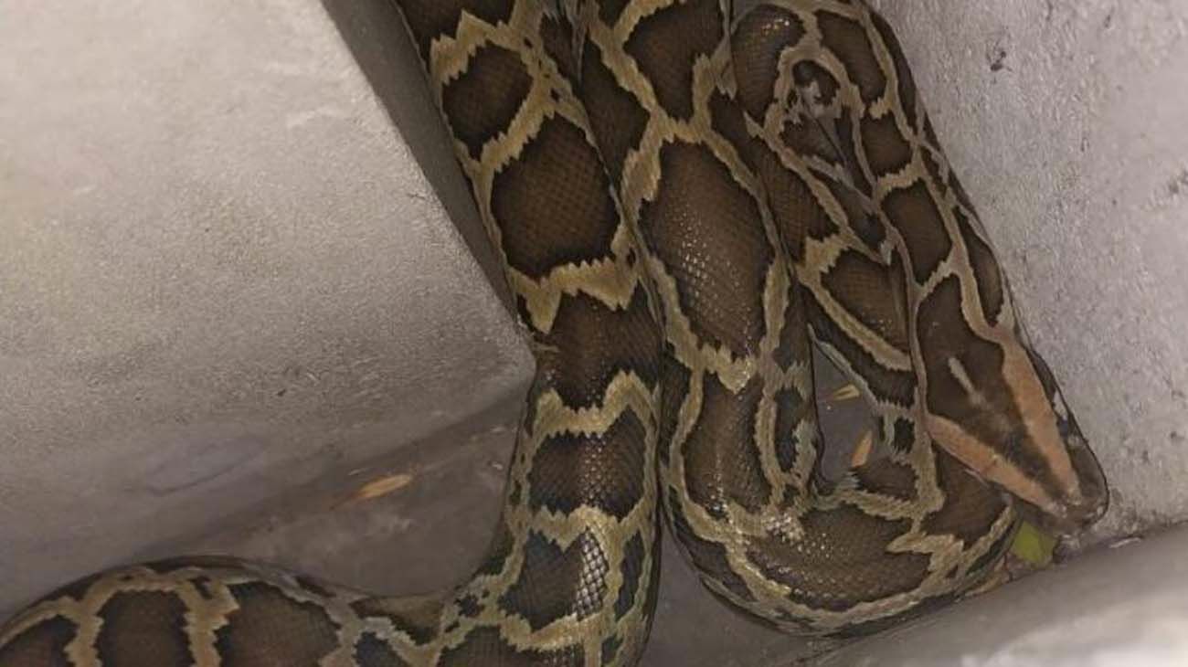 Apareció una pitón de más de dos metros enroscada en la reja de una casa de La Plata