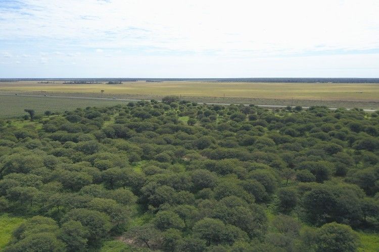 Ley de bosques: a quince años de su sanción, la deforestación ilegal persiste